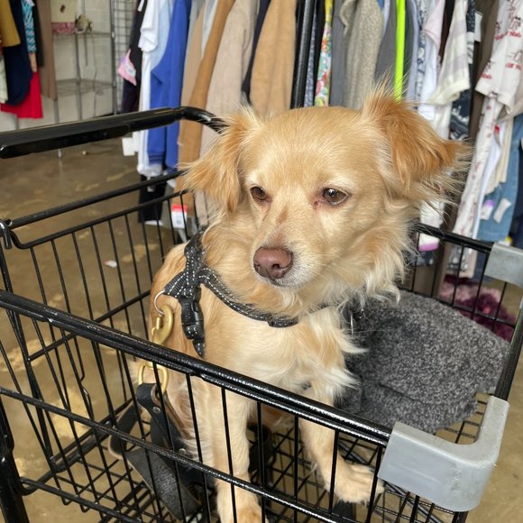 Meet your Posher, Jorge - Picture 1 of 1